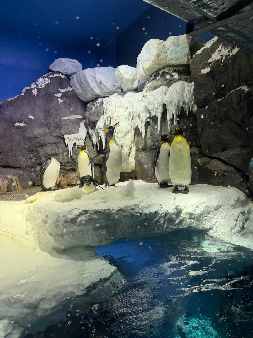 King penguins on rocks in the Antarctic area of Kaiyukan Aquarium