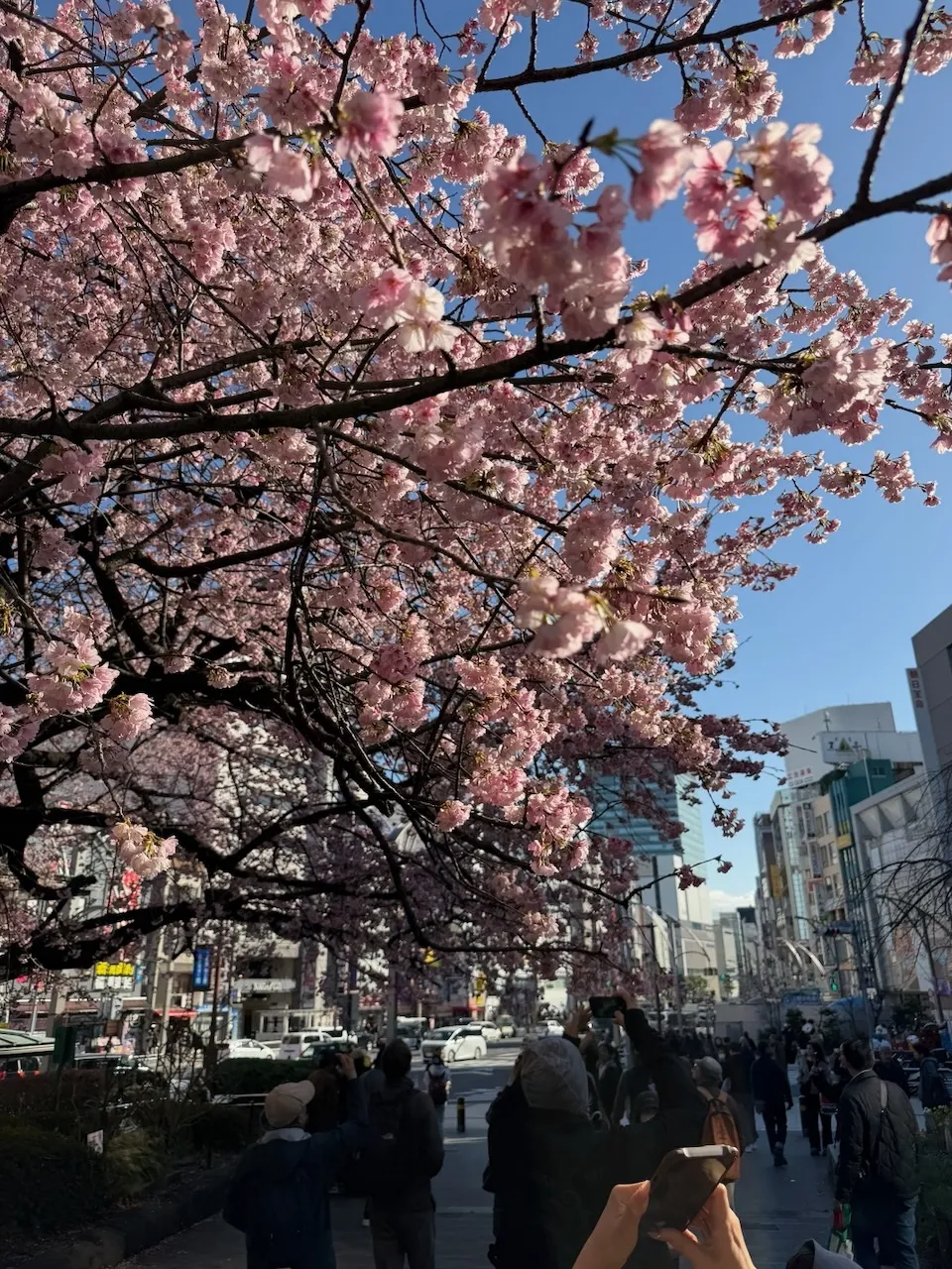 Early cherry blossoms in Ueno Park, Tokyo, March 2026