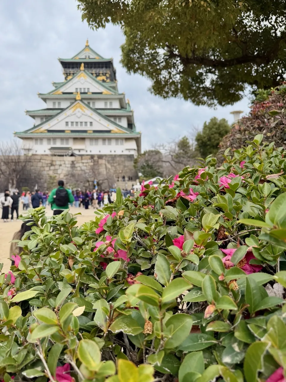 Osaka Castle behind pink camellias, February 2026