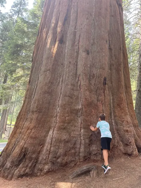 Child dwarfed by giant sequoia, US national parks, our trip 2024